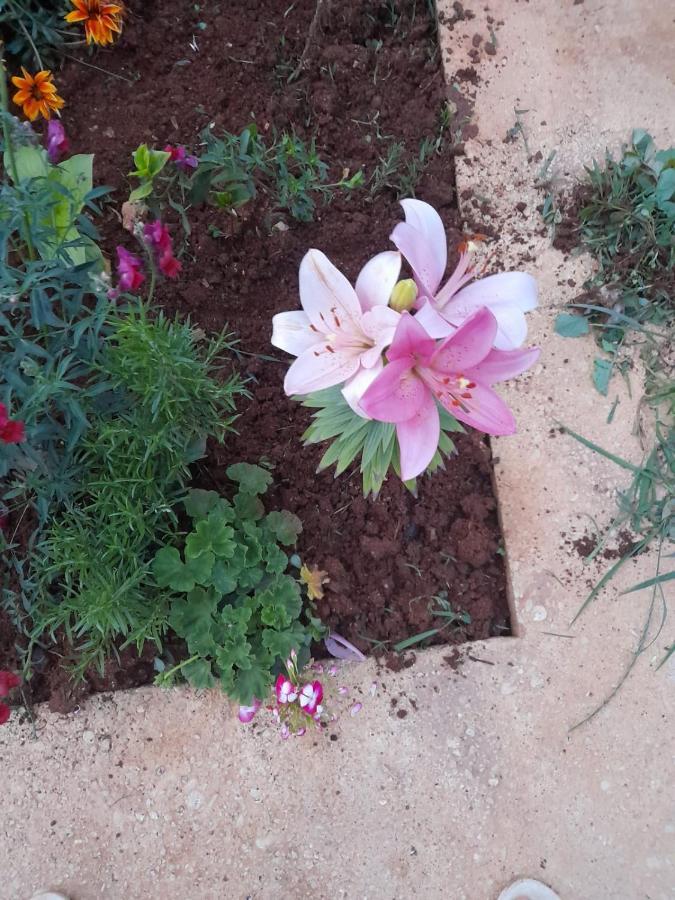 Rey Garden 2 Ξενοδοχείο Vlorë Εξωτερικό φωτογραφία